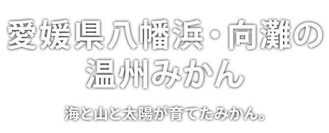 海と山と太陽が育てたみかん。